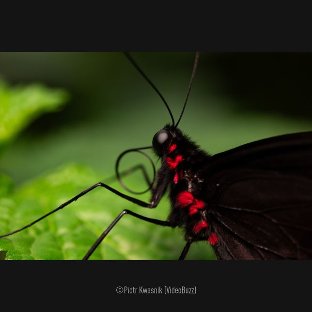 Macro Lens Image