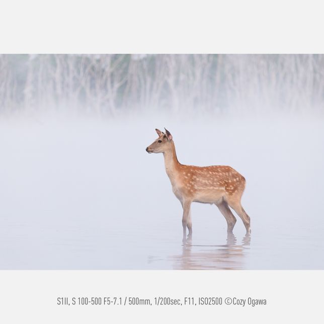 Fotografia od Cozyho Ogawu, S1II, S 100-500 F5-7.1, 500 mm, 1/200 s, F11, ISO 2500