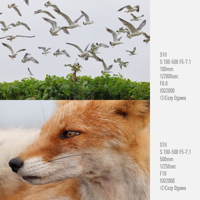 Fent: Fotó: Cozy Ogawa, S1II, S 100-500 F5-7.1, 100 mm, 1/2000 mp, F8.0, ISO2000, Lent: Fotó: Cozy Ogawa, S1II, S 100-500 F5-7.1, 500 mm, 1/250 mp, F10, ISO2000