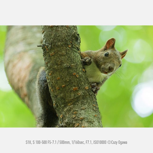 Fotó: Cozy Ogawa, S1II, S 100-500 F5-7.1, 500 mm, 1/160 mp, F7.1, ISO10000