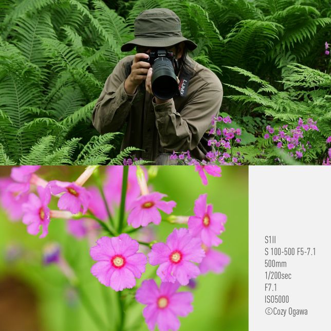 Fotó: Cozy Ogawa, S1II, S 100-500 F5-7.1, 500 mm, 1/200 mp, F7.1, ISO5000