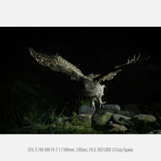 Fotografia od Cozyho Ogawu, S1II, S 100-500 F5-7.1, 500 mm, 1/80 s, F8.0, ISO 12 800